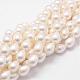 Rainbow Plated Shell Pearl Beads Strands UK-BSHE-L027-01-10x13-1